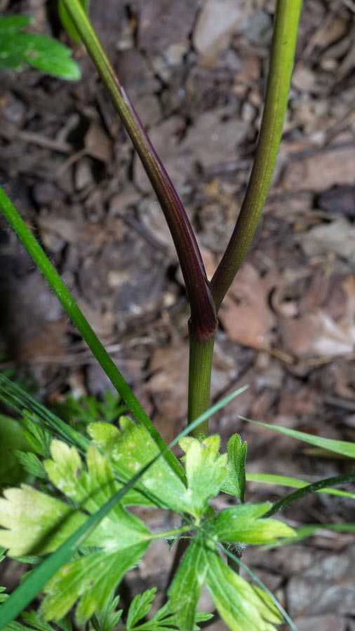 Katapsuxis silaifolia (=Cnidium silaifolium) / Carvifoglio dei boschi